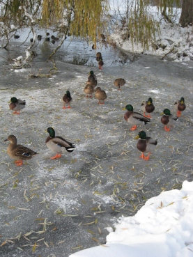 Mallards on frozen water at Petworth Park
